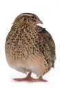 Japanese quail