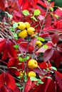 Japanese quince Royalty Free Stock Photo