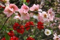 Japanese Quince Royalty Free Stock Photo