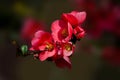 Japanese quince blossoming branch. Royalty Free Stock Photo