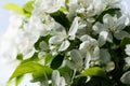 Japanese quince blossoming Royalty Free Stock Photo