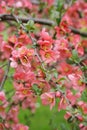 Japanese quince branch - blossoming Royalty Free Stock Photo