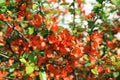 Japanese Quince branch, low DOF Royalty Free Stock Photo