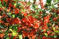 Japanese Quince branch Royalty Free Stock Photo