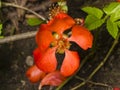 Japanese quince, Chaenomeles japonica, flower on branch macro, selective focus, shallow DOF Royalty Free Stock Photo