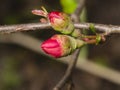 Japanese quince, Chaenomeles japonica, flower buds on branch macro, selective focus, shallow DOF Royalty Free Stock Photo