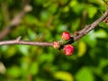 Japanese quince, Chaenomeles japonica, flower buds on branch macro, selective focus, shallow DOF Royalty Free Stock Photo