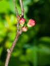 Japanese quince, Chaenomeles japonica, flower buds on branch macro, selective focus, shallow DOF Royalty Free Stock Photo