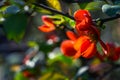 Japanese quince Chaenomeles japonica flowering on blurred green background. Selective focus of close-up red  flowers quince Royalty Free Stock Photo
