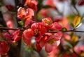 Japanese quince Chaenomeles japonica flowering on blurred green background. Selective focus of close-up red flowers quince Royalty Free Stock Photo