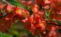 Japanese quince Chaenomeles japonica flowering in spring garden. Selective focus of close-up red flowers quince. Royalty Free Stock Photo