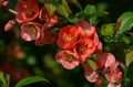 Japanese quince Chaenomeles japonica flowering in spring garden. Selective focus of close-up red flowers quince. Royalty Free Stock Photo