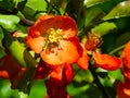 Japanese quince, Chaenomeles japonica, flowers on branch macro, selective focus, shallow DOF Royalty Free Stock Photo