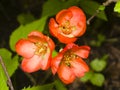 Japanese quince, Chaenomeles japonica, flowers on branch macro, selective focus, shallow DOF Royalty Free Stock Photo