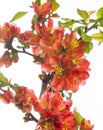 Japanese ,Quince, Chaenomeles japonica