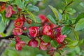 Japanese quince or Chaenomeles speciosa branch - blossoming in springtime Royalty Free Stock Photo