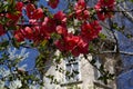 Japanese quince or Chaenomeles speciosa branch - blossoming in springtime Royalty Free Stock Photo