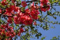 Japanese quince or Chaenomeles speciosa branch - blossoming in springtime Royalty Free Stock Photo