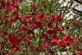 Japanese quince or Chaenomeles speciosa branch - blossoming in springtime Royalty Free Stock Photo