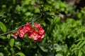 Japanese quince or Chaenomeles speciosa branch - blossoming in springtime Royalty Free Stock Photo