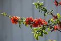 Japanese quince or Chaenomeles speciosa branch - blossoming in springtime Royalty Free Stock Photo