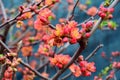 Japanese Quince flowers in bloom