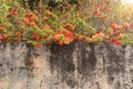 Japanese quince flowers bloom on top of concrete stone wall structure. Beautiful red flowers, garden in the morning sun light Royalty Free Stock Photo