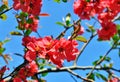 Quince Flowers Royalty Free Stock Photo