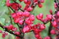 Japanese Quince Flowers in the Rain Royalty Free Stock Photo