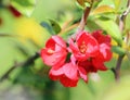 Japanese Quince Flowers