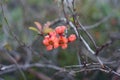 Japanese quince flowers - spring time Royalty Free Stock Photo