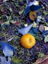 Japanese quince fruit with purple background