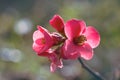 Japanese quince pink springtime flowers