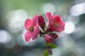 Japanese quince pink springtime flowers