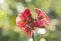 Japanese quince pink springtime flowers