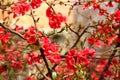 Japanese quince shrub with red flowers in spring.