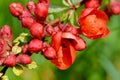 Japanese Quince Tree Royalty Free Stock Photo