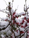 Japanese quince under spring snow.