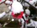 Japanese quince under spring snow.