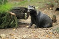 Japanese raccoon dog Royalty Free Stock Photo