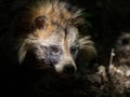 Japanese raccoon dog stands in the woods in sunlight with a blur dark background