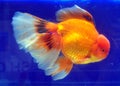 Japanese Ranchu Yellow Goldfish Royalty Free Stock Photo