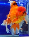 Japanese Ranchu Yellow Goldfish Royalty Free Stock Photo