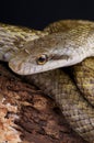 Japanese rat snake Royalty Free Stock Photo