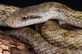 Japanese rat snake Royalty Free Stock Photo