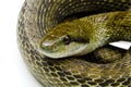 Japanese rat snake Royalty Free Stock Photo