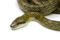 Japanese rat snake Royalty Free Stock Photo