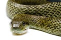 Japanese rat snake Royalty Free Stock Photo