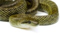 Japanese rat snake Royalty Free Stock Photo
