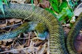 Japanese rat snake Royalty Free Stock Photo
